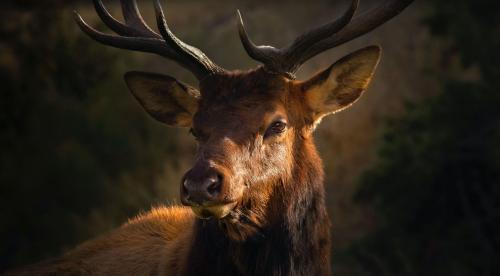 À la rencontre de son animal de force