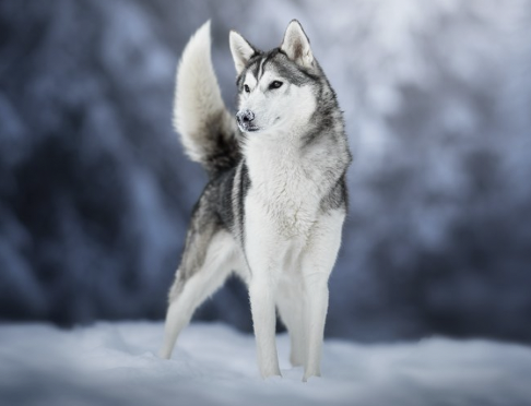 Les Loups du Val de They